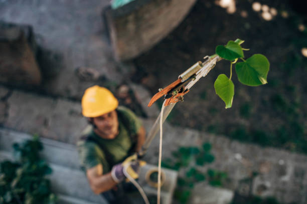 The Steps Involved in Our Tree Care Process in Indiantown, FL